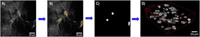 Multiphoton Microscopy for the Characterization of Cellular Behavior on Naturally Derived Polysaccharide Tissue Constructs With Irregular Surfaces for the Development of Platform Biomaterials